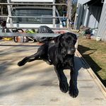Jack Brabham - @brabham34 - Instagram