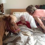 Mr. Jack Brock 🐴 - @jackbrock_shetlandpony - Instagram