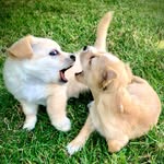 Jack & Brodie - @jackandbrodie - Instagram