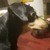 Brownie and Jack - @brownie_jack - TikTok