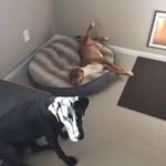 Jack & Brownie - @jack.brownie - Instagram