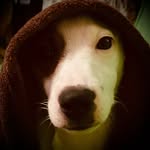 Jack & Brownie de Campos - @jack_de_champs - Instagram