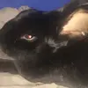 Jack and brownie - @jack_brownie_bunnies - TikTok