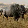 Buffalo Jack 15 - @buffalojack1545 - TikTok
