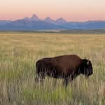 Jackson Hole Buffalo Meat Co. - @jacksonholebuffalomeatco - Instagram