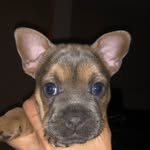 British Jack Bulls - @britishjackbulls - Instagram