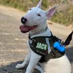 JACK 🐶 - @jack_bull.sc - Instagram