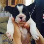 Jack Bull's - @jack_o_matador - Instagram