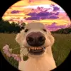 jackbulls - @jackbulls94 - TikTok