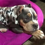 JackBullsKennel - @jackbulls.kennel - Instagram