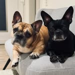 Mara & Mila - @mara_mila_jackbulls - Instagram