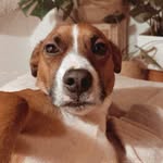 Jack - @jack_cabecadeovo - Instagram