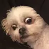 jack.cabecinha - @jack.cabecinha - TikTok