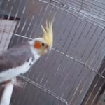 @jack._calopsita - Instagram