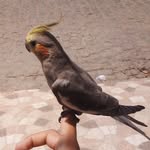 @jack_calopisita2334 - Instagram