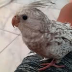 jack - @jack_calopsita88 - Instagram