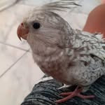 jack - @jack_calopsita99 - Instagram
