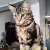 chippycat - @jackcampanella791 - TikTok