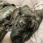 Jack cano - @jackcanecorso2020 - Instagram