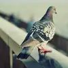 Jack Cardinal - @jack.cardinal - TikTok