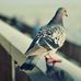 Jack Cardinal - Facebook