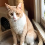 Jack “The Cat” Cardinal - @jackthelongboi - Instagram