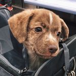 Jack Carmichael - @jackthepupnyc - Instagram