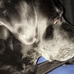 jack 🐶 - @jack__carrigan - Instagram