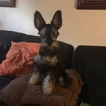 Jack Castañeda - @jack.el.schnauzer - Instagram