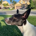 Jack Castañeda - @baby_jackthepup - Instagram
