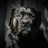 Jack Dog Center - @jack.dog.center - TikTok
