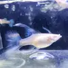 Penang Guppy - @jackchee97 - TikTok