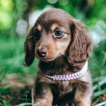 Pepper Jack Cheeseman - @cheesy.daxie - Instagram