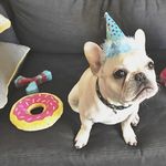 Jack Cheney - @thefrenchielifeof_jack - Instagram