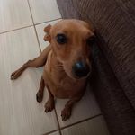 Jack - @jack_cheney_dog - Instagram