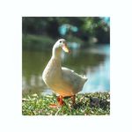 Jack Chew - @jackchew98 - Instagram