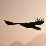 Jack Ching - @gs_artificial_tree - Instagram