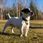 Jack José 🐶 - @jack.chungo - Instagram
