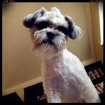 Jack Cipriano - @jack_poochin - Instagram