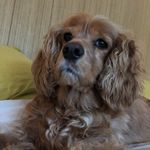 Jackie Boy - @jack.coates - Instagram
