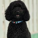 J A C K 🐾 - @jack_cockapooo - Instagram