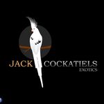 Jack_ Cockatiels - @jack__cockatiels - Instagram