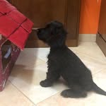 Jack - @jack_cockerspaniel30 - Instagram