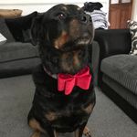 Jackie Cockerill - @cockerilljackie - Instagram