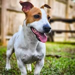 Jack Coffee Russell - @jackcoffeerusell - Instagram
