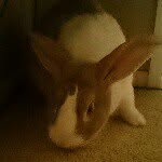 Jack - @jack_rabbit_coltrane - Instagram