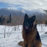 @jackson_and_coltrane_gsd - Instagram