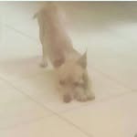dobby y jack perro y conejo - @dobbyyjack - Instagram