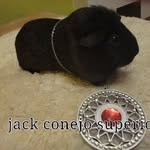Jack conejo superior - @jackconejosuperior - Instagram