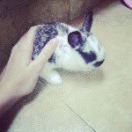 Jack el conejo - @jack_el_conejo - Instagram